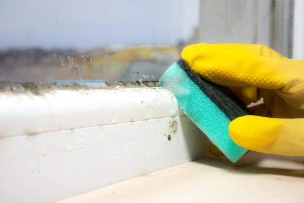 Best Attic Mold Removal  in Luverne, MN