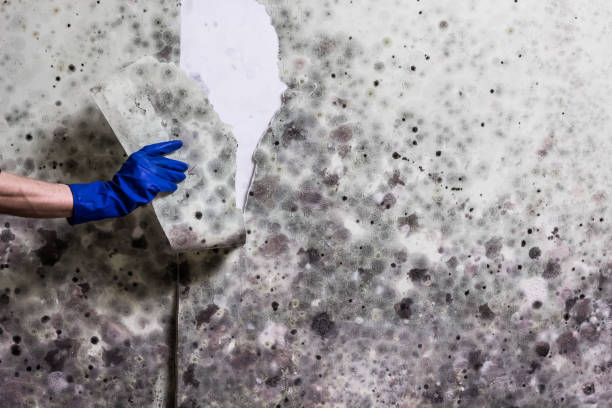 Best Local Mold Removal Service  in Luverne, MN