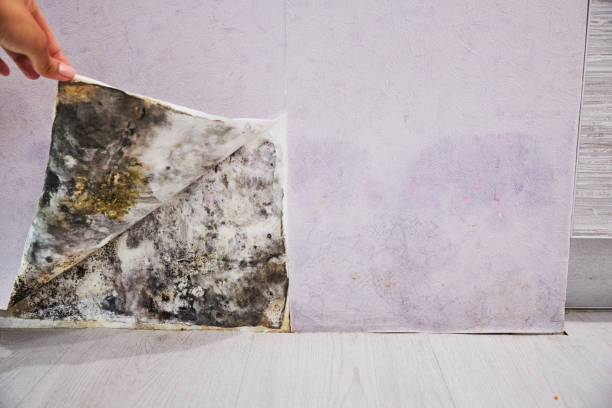 Best Crawl Space Mold Removal  in Luverne, MN